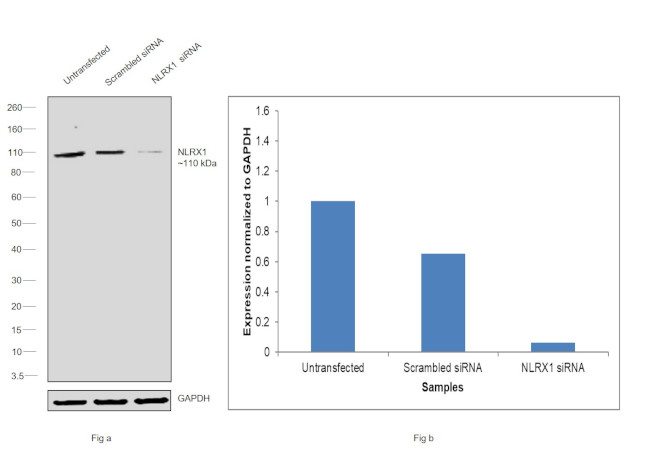 NLRX1 Antibody