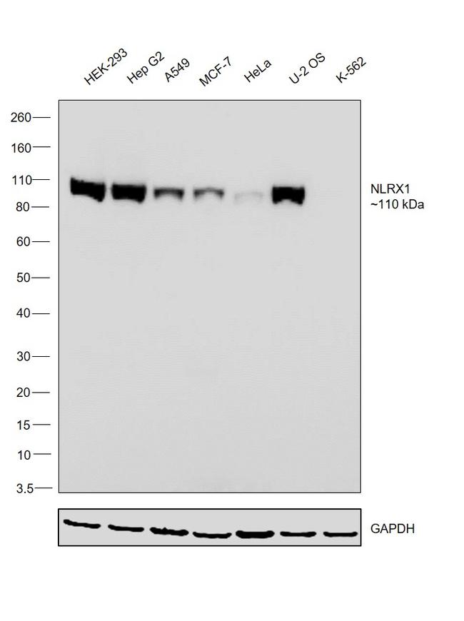 NLRX1 Antibody in Western Blot (WB)