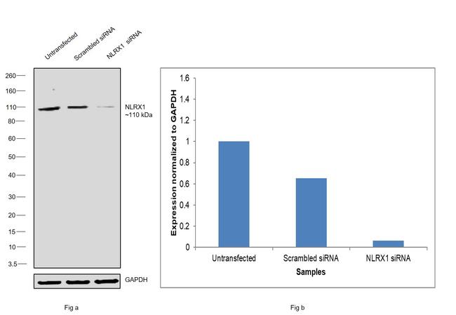 NLRX1 Antibody in Western Blot (WB)