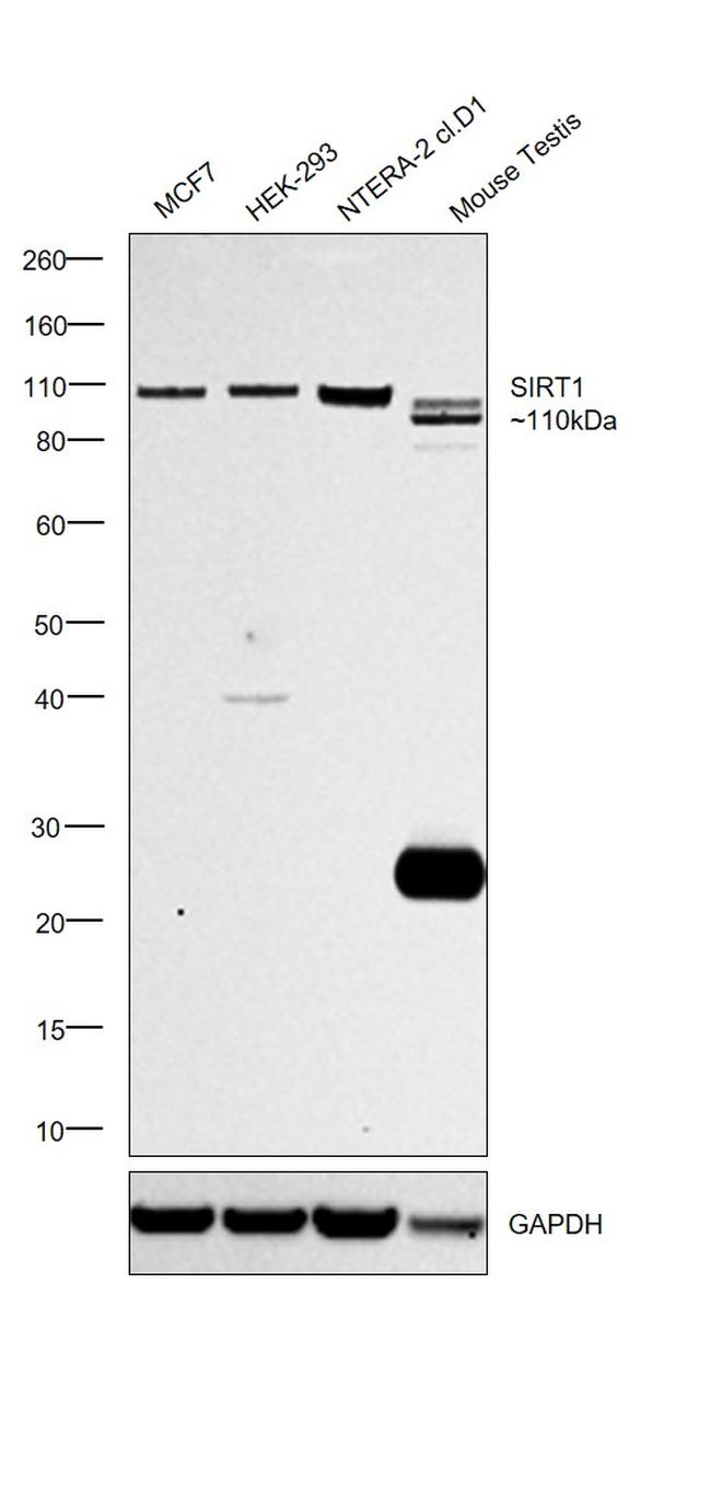 SIRT1 Antibody in Western Blot (WB)