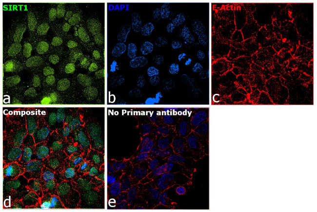 SIRT1 Antibody in Immunocytochemistry (ICC/IF)