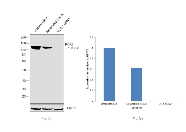 ROR2 Antibody