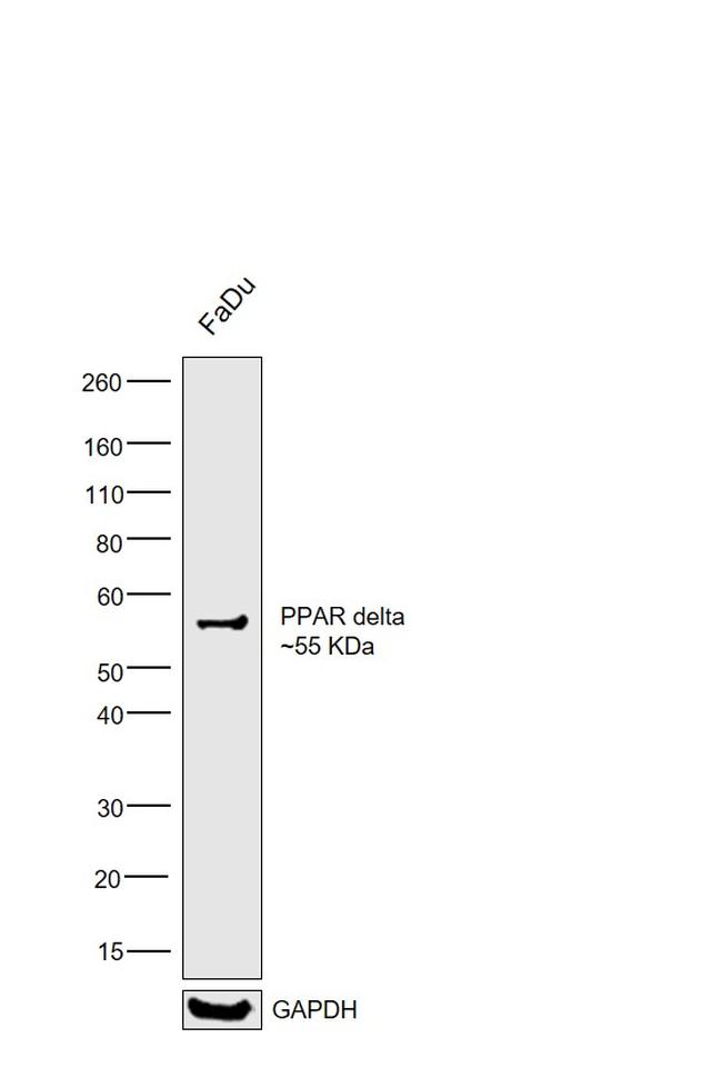 PPAR delta Antibody in Western Blot (WB)