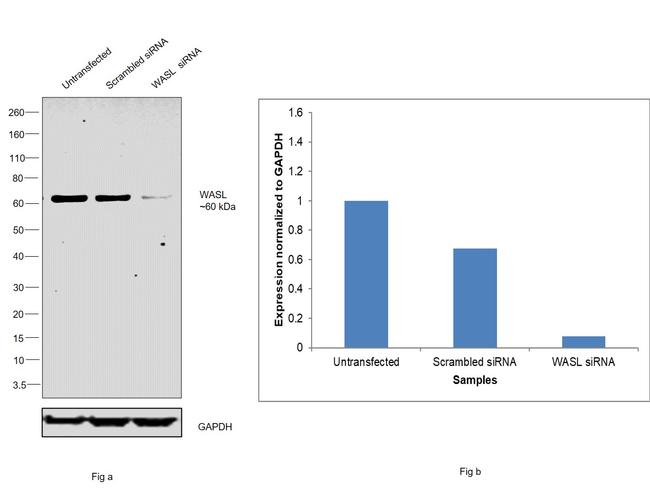 N-WASP Antibody in Western Blot (WB)