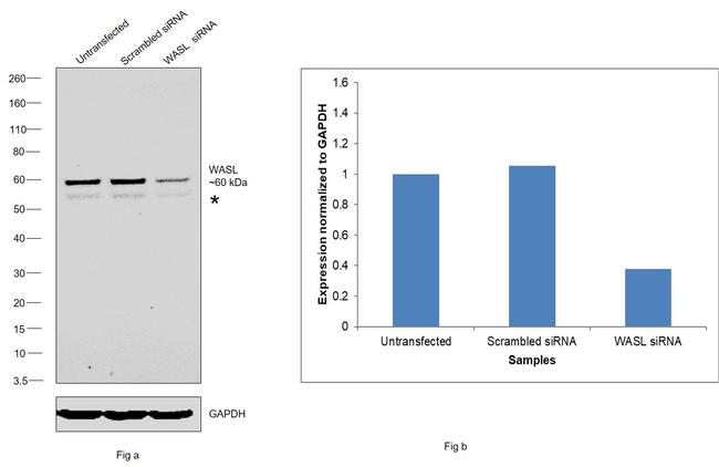 N-WASP Antibody in Western Blot (WB)