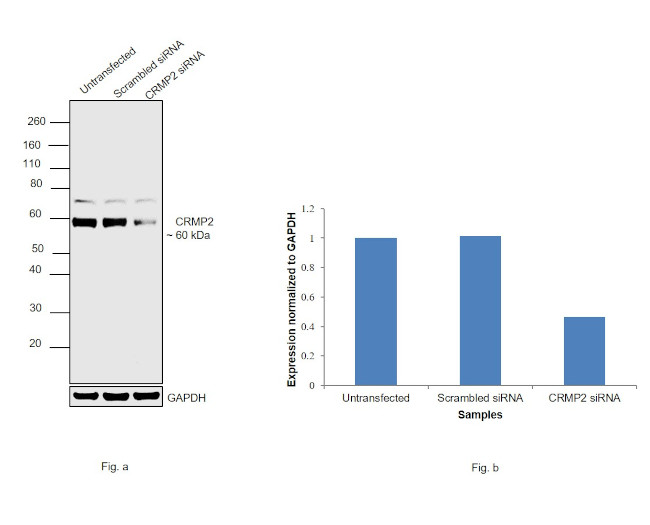 CRMP2 Antibody