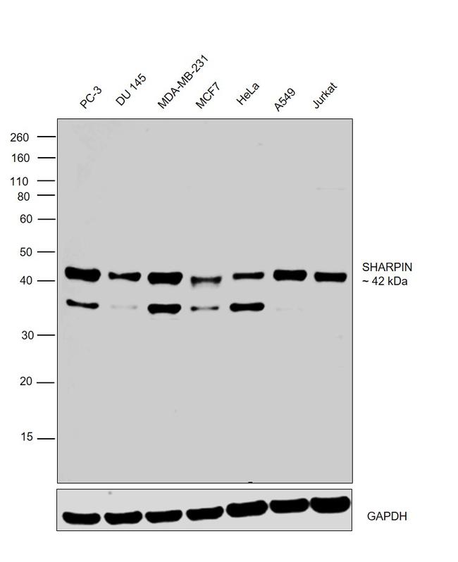 SHARPIN Antibody in Western Blot (WB)