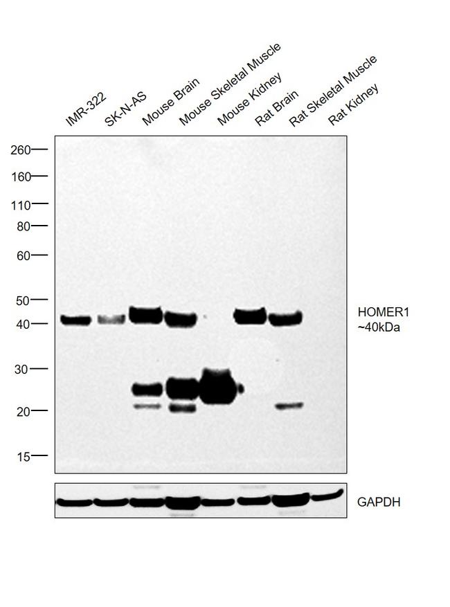 HOMER1 Antibody in Western Blot (WB)