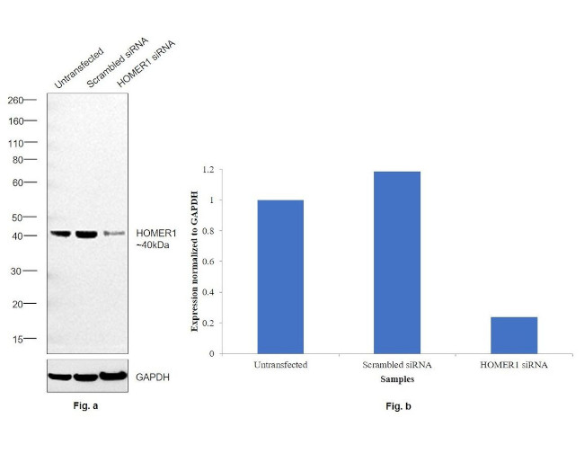 HOMER1 Antibody