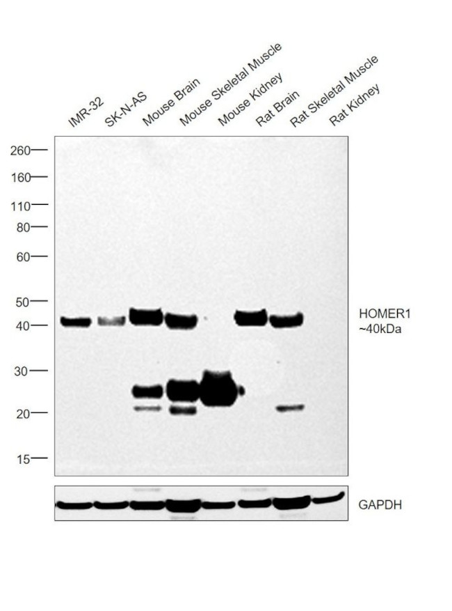 HOMER1 Antibody