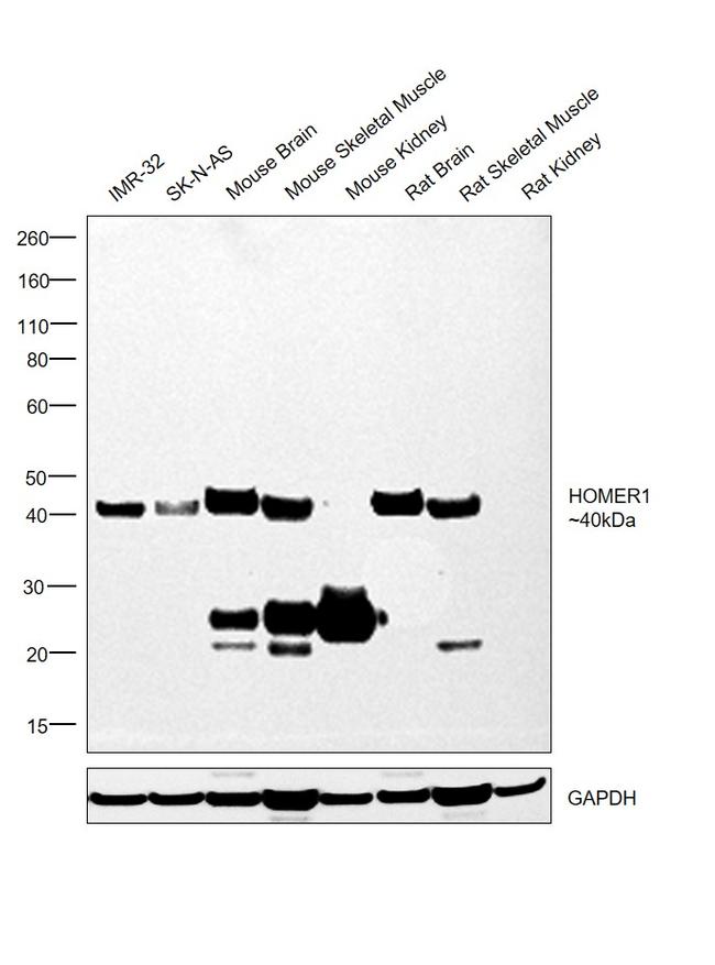 HOMER1 Antibody in Western Blot (WB)