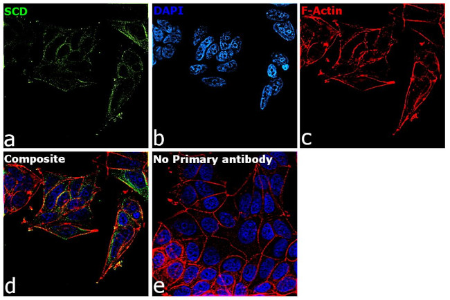 SCD Antibody in Immunocytochemistry (ICC/IF)