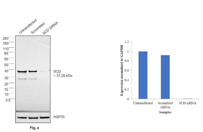 SCD Antibody