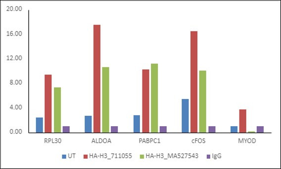 HA tag Antibody in ChIP Assay (ChIP)