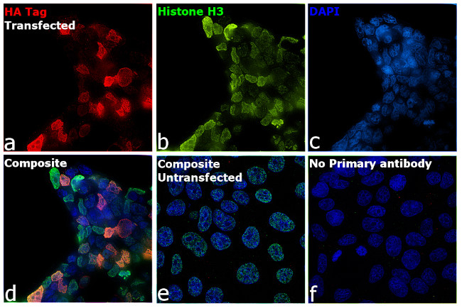 HA tag Antibody in Immunocytochemistry (ICC/IF)