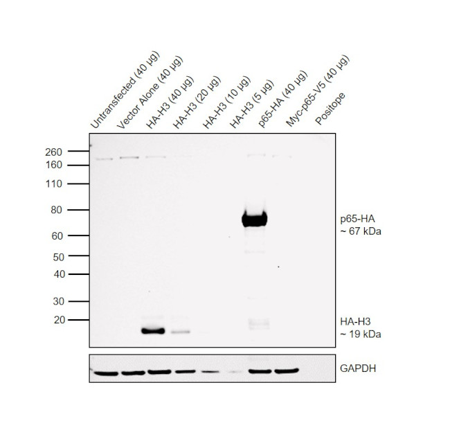 HA tag Antibody