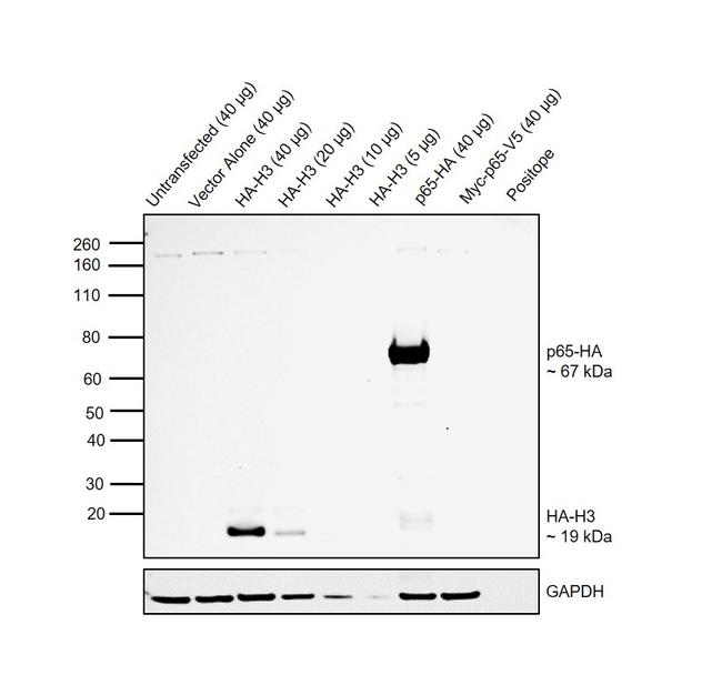 HA tag Antibody in Western Blot (WB)