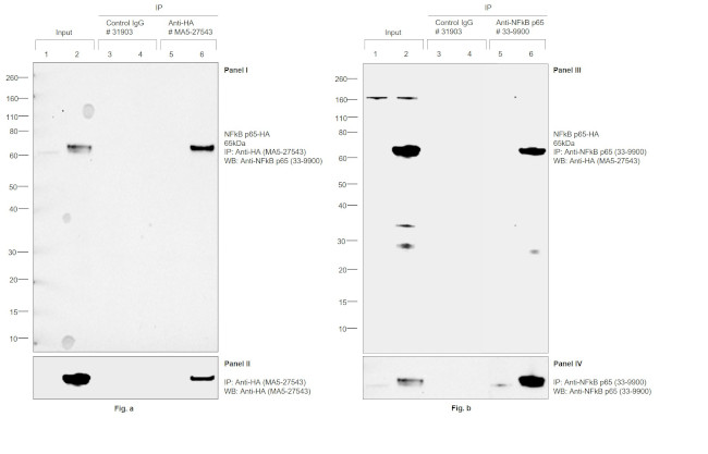 HA tag Antibody in Immunoprecipitation (IP)