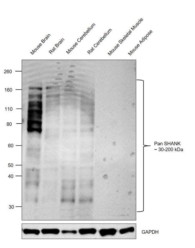 Pan SHANK Antibody in Western Blot (WB)