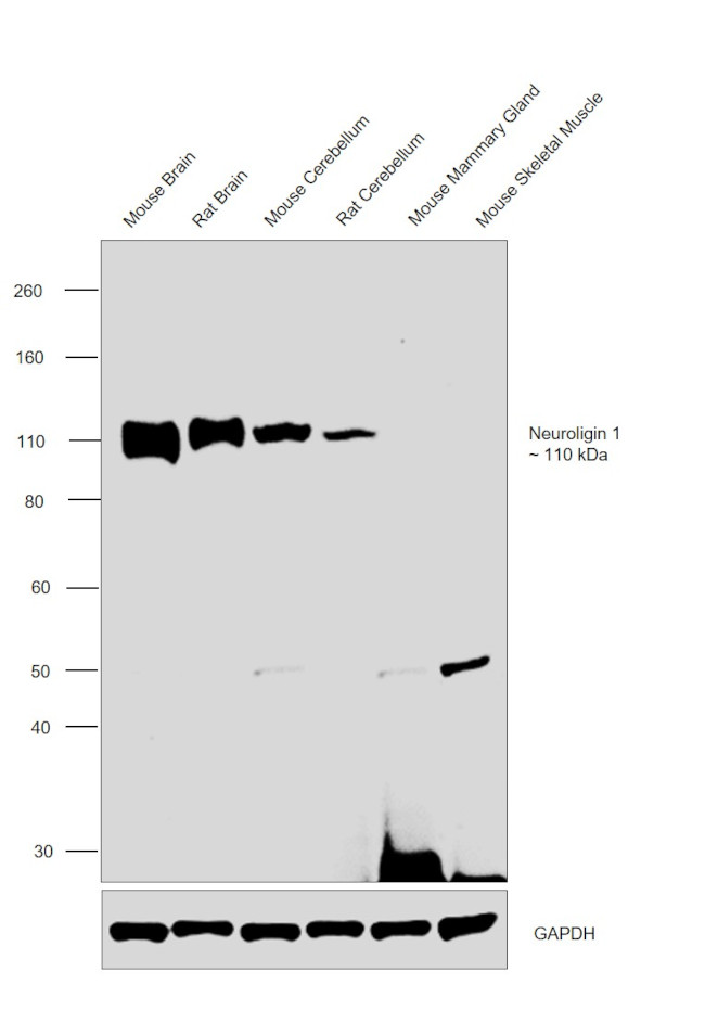 Neuroligin 1 Antibody