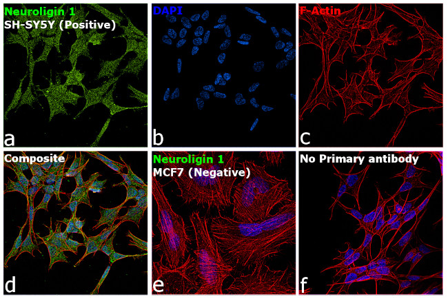 Neuroligin 1 Antibody in Immunocytochemistry (ICC/IF)