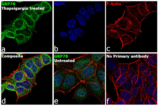 GRP78 Antibody in Immunocytochemistry (ICC/IF)