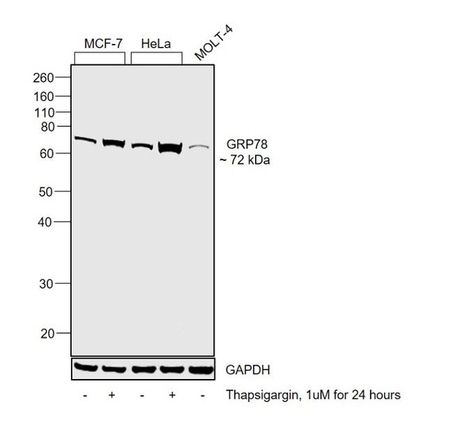 GRP78 Antibody in Western Blot (WB)