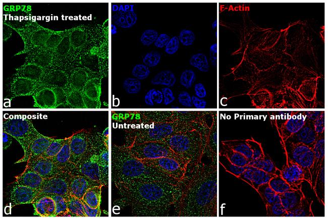 GRP78 Antibody