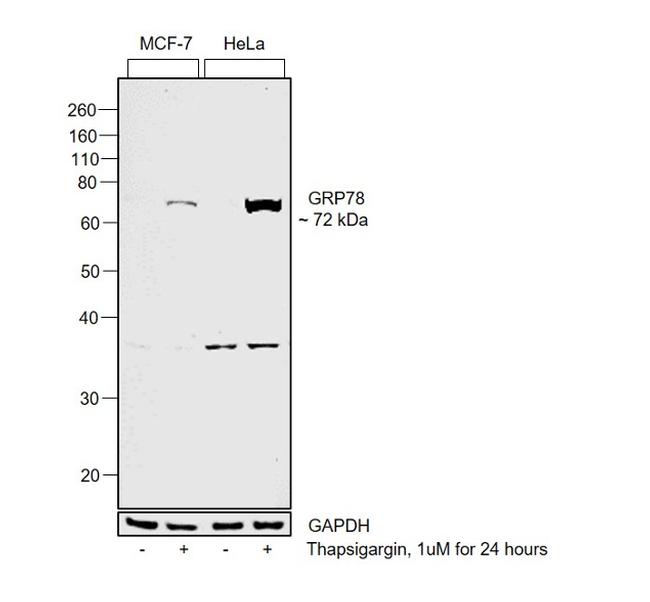 GRP78 Antibody