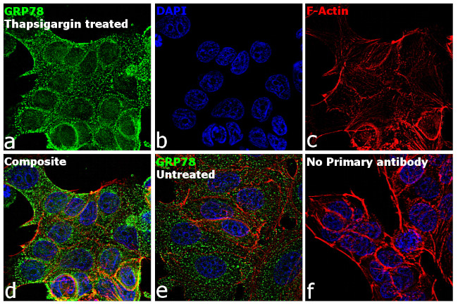 GRP78 Antibody in Immunocytochemistry (ICC/IF)