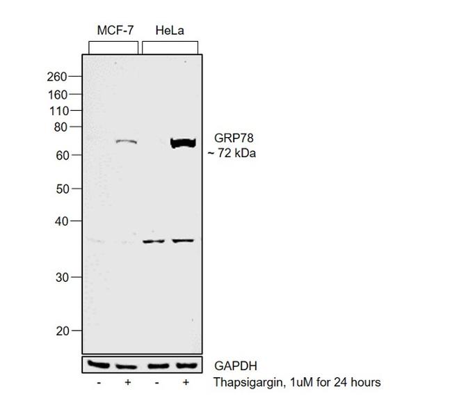 GRP78 Antibody in Western Blot (WB)