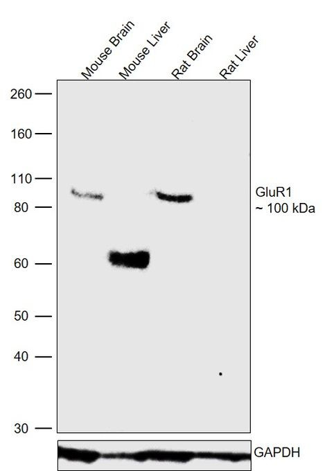 GluR1 Antibody