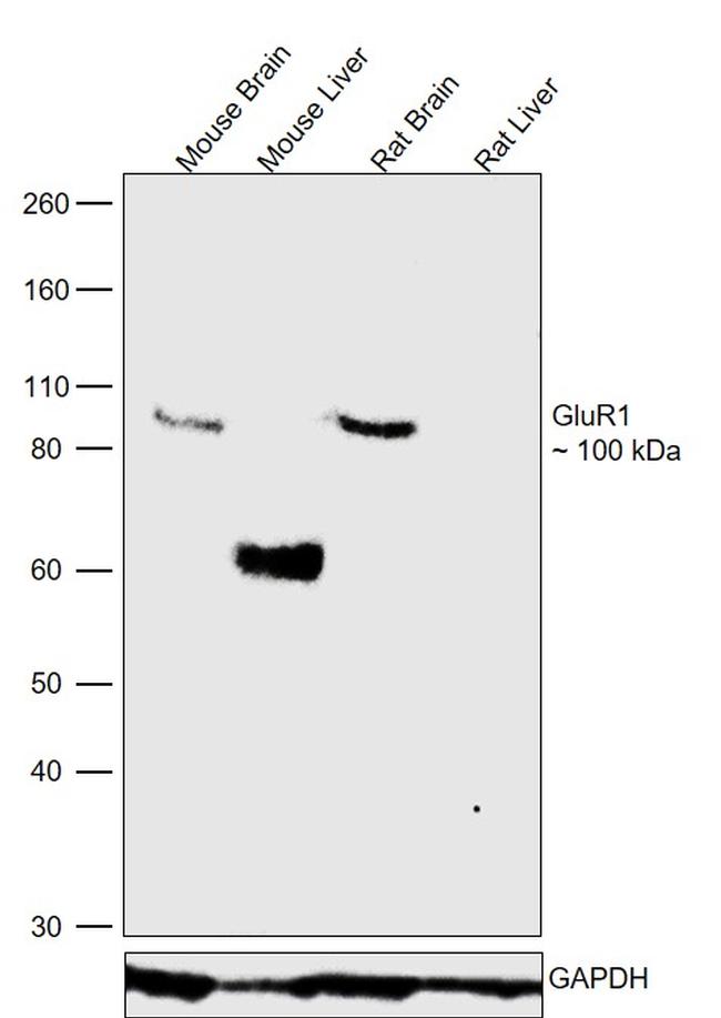 GluR1 Antibody in Western Blot (WB)