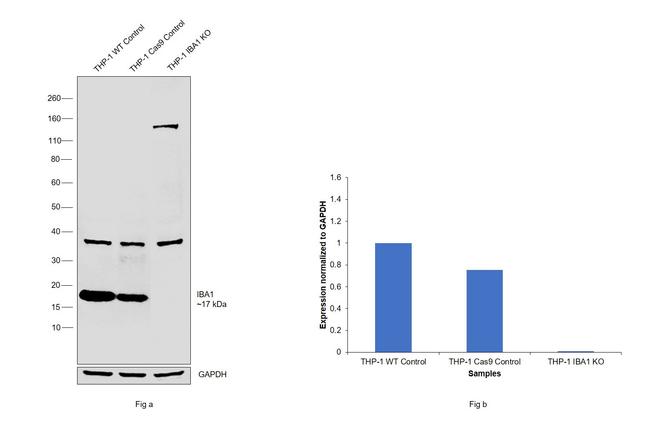 IBA1 Antibody in Western Blot (WB)