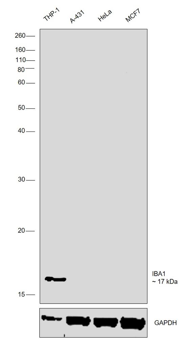 IBA1 Antibody in Western Blot (WB)