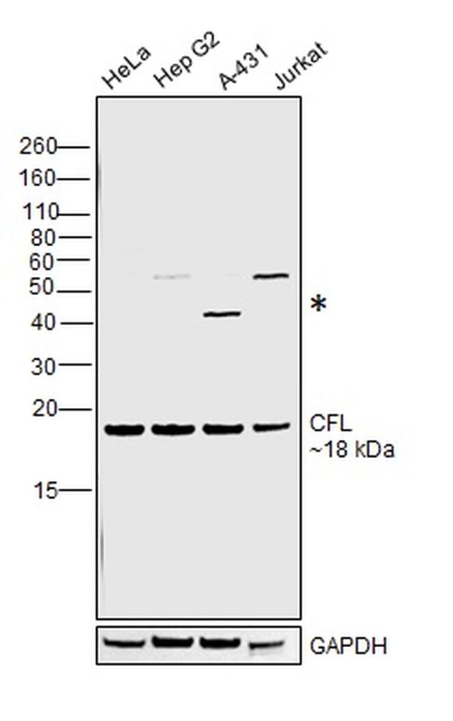 Cofilin Antibody in Western Blot (WB)