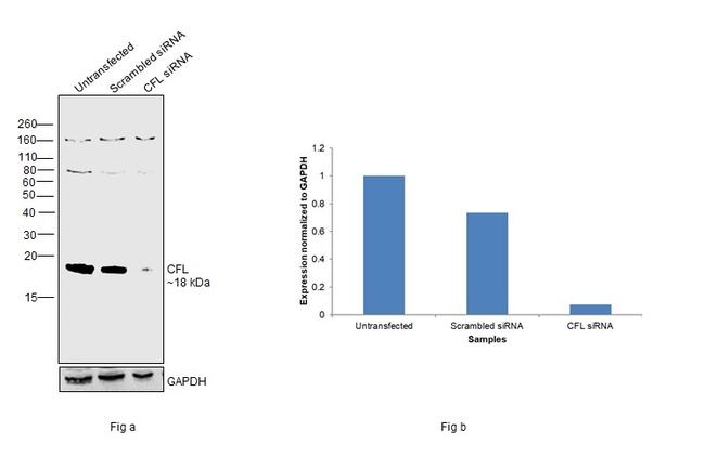 Cofilin Antibody in Western Blot (WB)