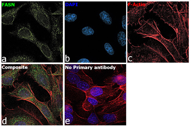 FASN Antibody in Immunocytochemistry (ICC/IF)