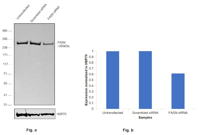 FASN Antibody