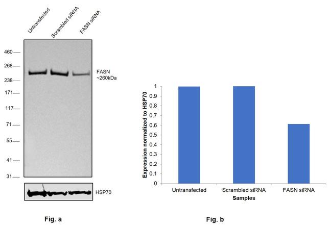 FASN Antibody in Western Blot (WB)