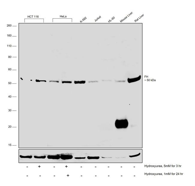 Fumarase Antibody in Western Blot (WB)