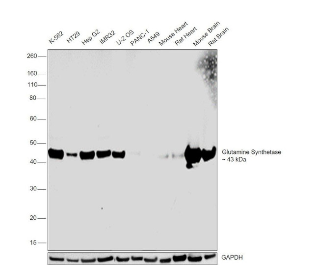 Glutamine Synthetase Antibody