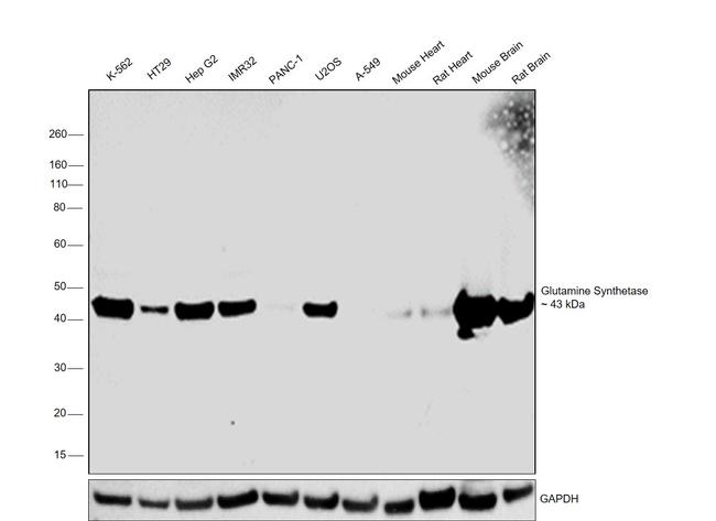 Glutamine Synthetase Antibody in Western Blot (WB)