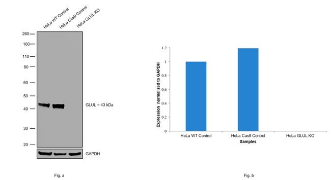 Glutamine Synthetase Antibody in Western Blot (WB)