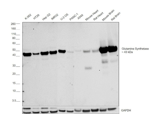 Glutamine Synthetase Antibody