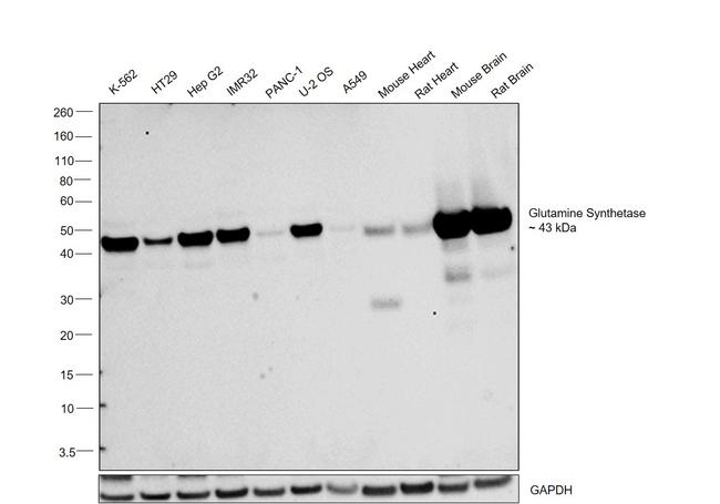 Glutamine Synthetase Antibody in Western Blot (WB)