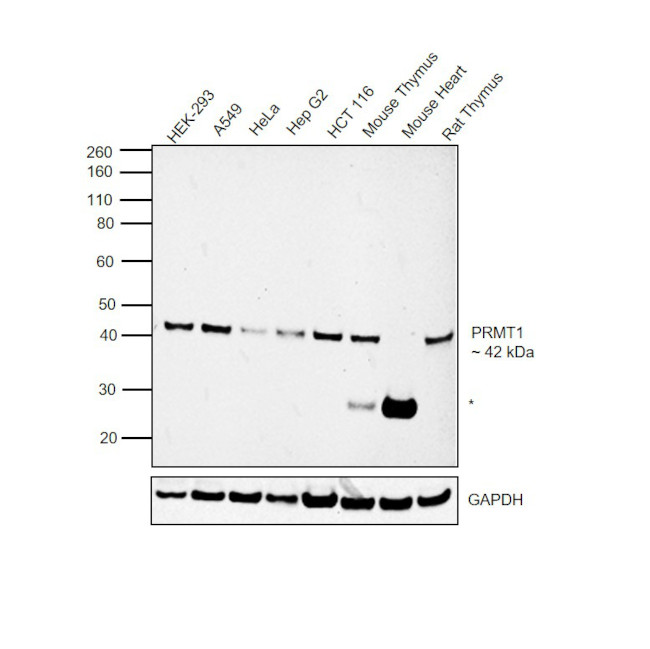 PRMT1 Antibody