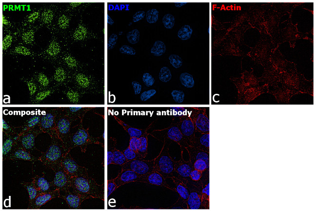 PRMT1 Antibody in Immunocytochemistry (ICC/IF)