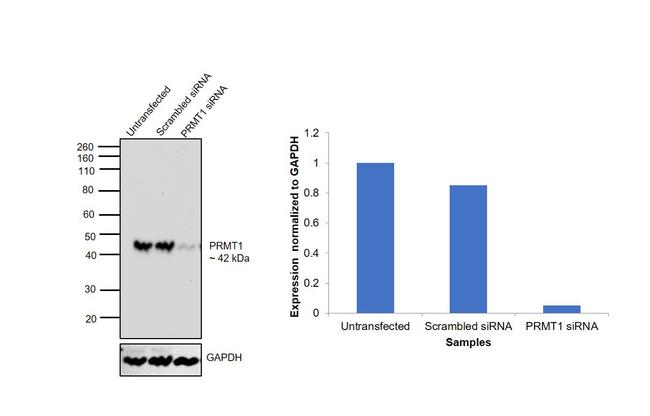 PRMT1 Antibody in Western Blot (WB)