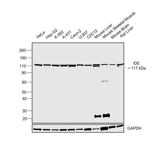 IDE Antibody in Western Blot (WB)